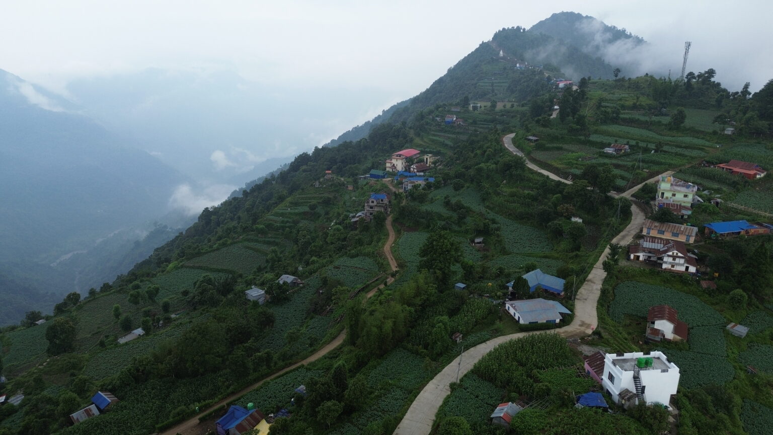 पाखोमा फुल्यो ‘सेतो सुन’, काउलीले बदलियो डाँडाबजारको जीवन