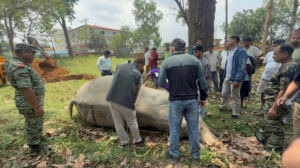 करेन्ट लगाएर गैँडा मारेको आशंका, एक पक्राउ