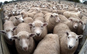 sheep-lamb_2170927b